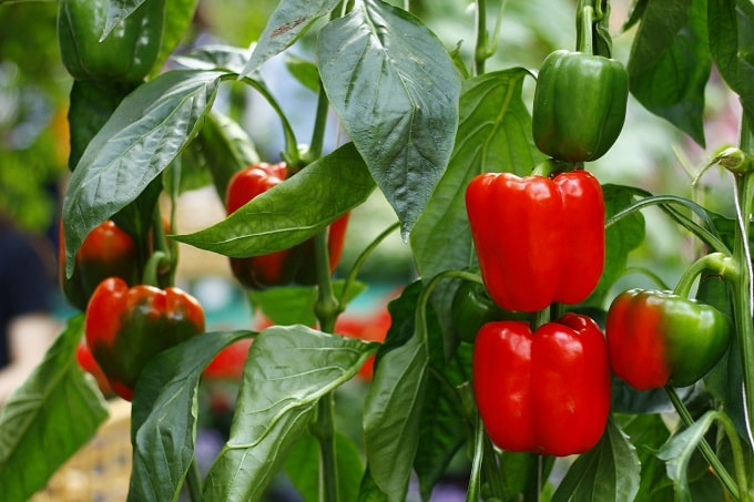 शिमला मिर्च – Capsicum Vegetable That Grow In August In Hindi